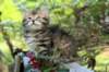 udiagirl6weekssibn2490_small.jpg