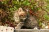 unniboy6weekssibn2418_small.jpg