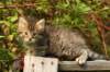 unniboy6weekssibn2421_small.jpg