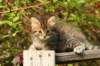 unniboy6weekssibn2422_small.jpg