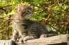 unniboy6weekssibn2423_small.jpg