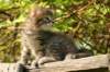 unniboy6weekssibn2424_small.jpg