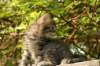 unniboy6weekssibn2426_small.jpg
