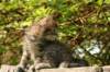 unniboy6weekssibn2427_small.jpg
