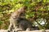 unniboy6weekssibn2429_small.jpg