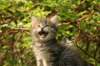 unniboy6weekssibn2431_small.jpg
