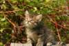 unniboy6weekssibn2434_small.jpg