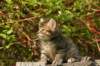 unniboy6weekssibn2435_small.jpg