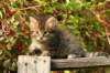 unniboy6weekssibn2439_small.jpg