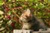 unniboy6weekssibn2440_small.jpg