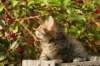 unniboy6weekssibn2441_small.jpg