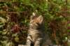 unniboy6weekssibn2444_small.jpg