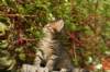 unniboy6weekssibn2445_small.jpg