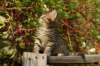unniboy6weekssibn2446_small.jpg