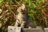 unniboy6weekssibn2448_small.jpg