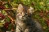 unniboy6weekssibn2450_small.jpg