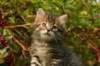 unniboy6weekssibn2451_small.jpg