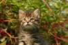 unniboy6weekssibn2453_small.jpg