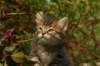 unniboy6weekssibn2454_small.jpg