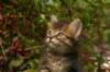unniboy6weekssibn2455_small.jpg