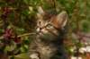 unniboy6weekssibn2456_small.jpg