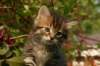 unniboy6weekssibn2457_small.jpg
