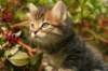 unniboy6weekssibn2460_small.jpg