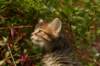 unniboy6weekssibn2461_small.jpg