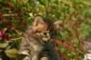 unniboy6weekssibn2463_small.jpg