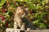 unniboy6weekssibn2467_small.jpg