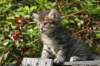 unniboy6weekssibn2469_small.jpg