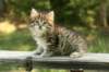 img_8231_small.jpg