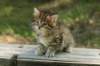 img_8233_small.jpg