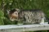 img_8258_small.jpg