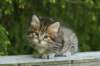img_8263_small.jpg