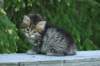 img_8267_small.jpg