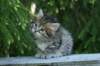 img_8296_small.jpg