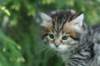 img_8309_small.jpg