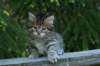 img_8320_small.jpg