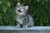img_8329_small.jpg