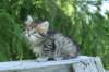 img_8333_small.jpg