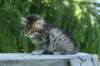 img_8335_small.jpg