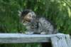 img_8338_small.jpg