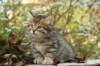 ussiaboy6weekssibn0924110_small.jpg