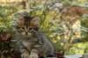 ussiaboy6weekssibn0924111_small.jpg