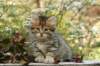 ussiaboy6weekssibn0924112_small.jpg