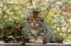 ussiaboy6weekssibn0924114_small.jpg