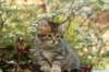 ussiaboy6weekssibn0924115_small.jpg