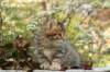 ussiaboy6weekssibn0924116_small.jpg