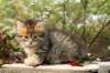 ussiaboy6weekssibn0924118_small.jpg